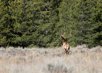 Bull Elk in the Rut in Autumn in Wyoming