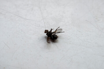 Black dead body of the fly lying on the back on the table / windowsill
