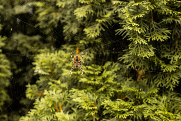 Spider on the spider's web - obrazy, fototapety, plakaty