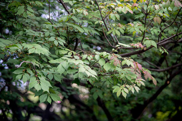 Nature background