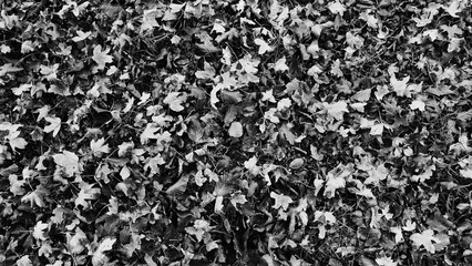 Foglie autunnali in bianco e nero