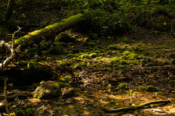 Moss on the broken tree and stones in the forest