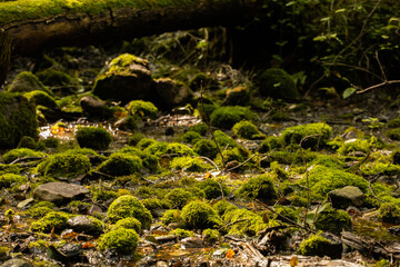 Moss on the stones in the forest