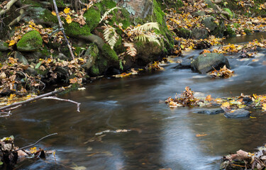 Long exposure magic forest stream cascade creek in autumn with stones, moss, ferns and colorful fallen leaves and trees in luzicke hory lusitian mountain in czech republic