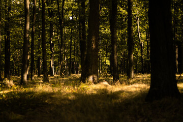 Sunrise in the polish forest