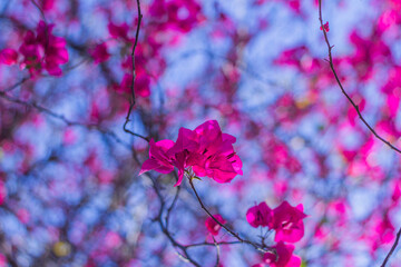 
Bougainvillea flowers in a park