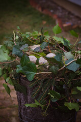 balls of food in natural birdfeeder