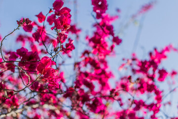 
Bougainvillea flowers in a park