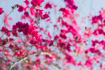 
Bougainvillea flowers in a park