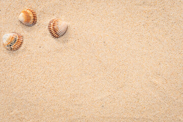 Fototapeta na wymiar Arrière-plan grains de sable de mer, sable fin de plage et coquillages.
