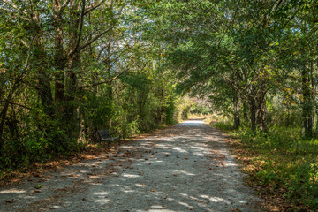 Bench along the trail in the forest