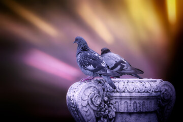 Pareja de palomas sobre una escultura y fondo desenfocado de colores