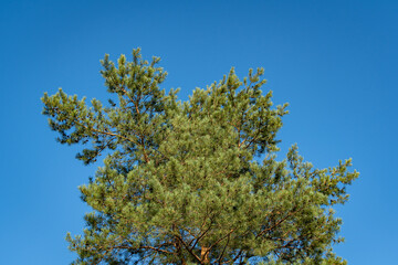 Pine Pinus sylvestris against the blue summer sky. Evergreen landscaped garden. Huge pine branches rise above ground. close-up. Atmosphere of calm and relaxation. Nature concept for design.