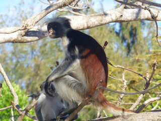 A red Colobus in close up