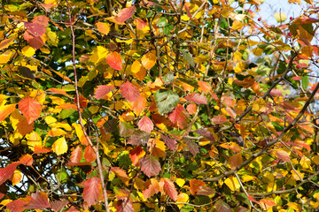 Yellow and red leaves on the tree