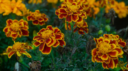 Colorful flower in spanish autumn