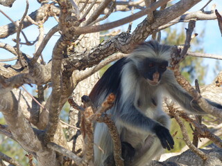 A red Colobus in close up