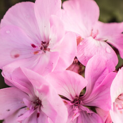 pink flowers