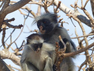 A red Colobus in close up