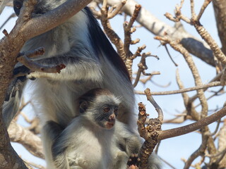 A red Colobus in close up