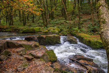 Autumn colour at Golitha Falls, Cornwall, in late October