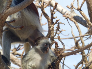 A red Colobus in close up