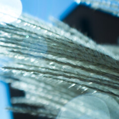 grass blowing in the wind