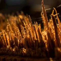 broken wood close up