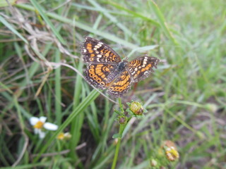 Beautiful macro-shot of a pretty Butterfly on a Plant