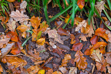Close up of colourful autumn leaves in Cornish woodland