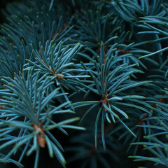 close up of a pine tree