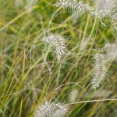 grass in the wind