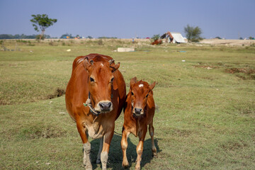 Mother with her cute baby calf in beach