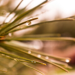 close up of pine tree