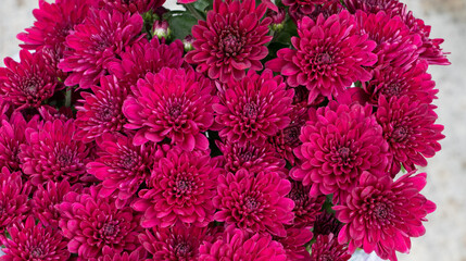 Close-up of magenta chrysanthemum flower heads