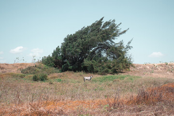 The cow and the elderly tree
