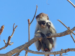 A red Colobus in close up