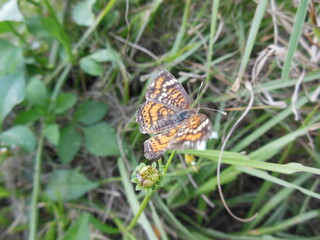 macro shot of a Butterfly on a plant