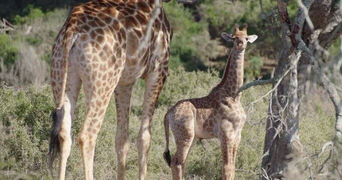 Giraffe moter and baby