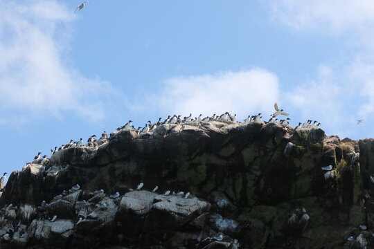 Large group of common murre birds on the coastline of Newfoundland Canada