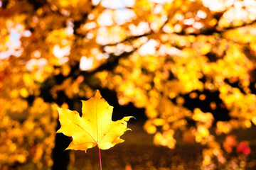 Maple leaf and tree in Autumn