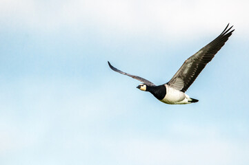 Fliegende Nonnengans