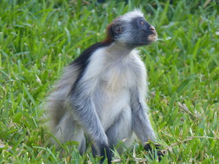 A red Colobus in close up
