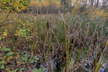 Sonnenstrahlen auf einem Teich im Wald