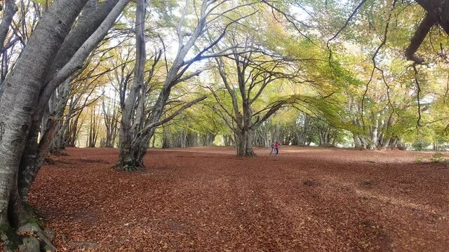 Timelapse bosco autunnale 4K