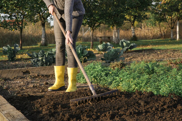 Woman in yellow rubber boots working in garden with rake leveling ground. Soil preparation for seeding and planting, garden tools, gardening, rake, soil, outdoor work concept. - obrazy, fototapety, plakaty