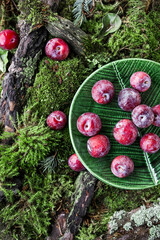 Small red plums with water drops on a carpet of moss and forest branches. Top view.