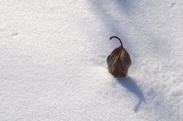 Autumn leaf in a similar snake pose on the first snow of October