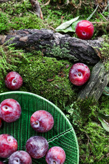 Small red plums with water drops on a carpet of moss and forest branches. Top view.