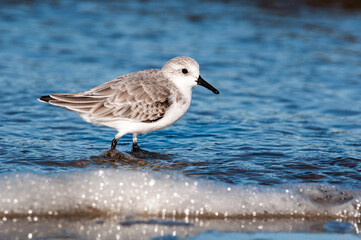 Sanderling
